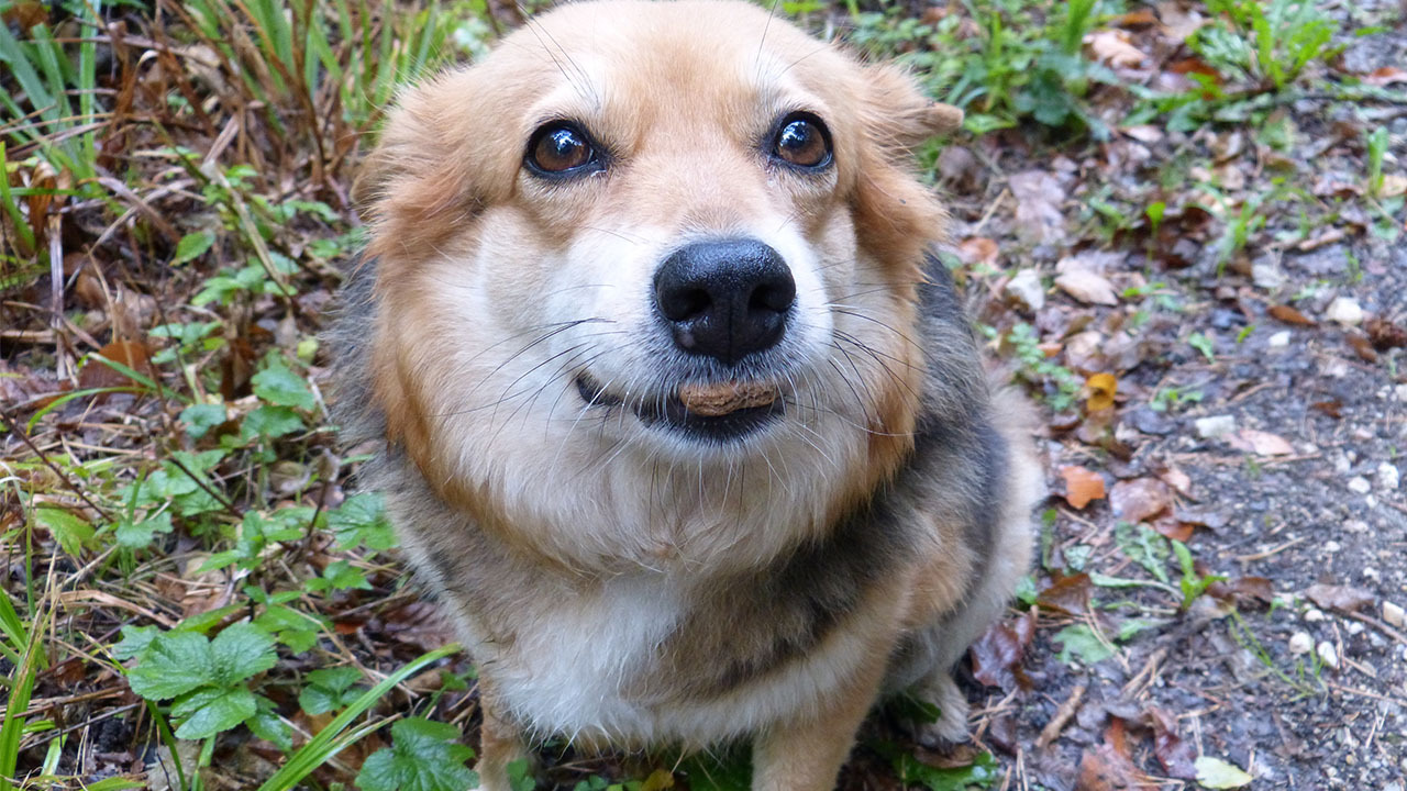 狂犬病潜伏期有多久